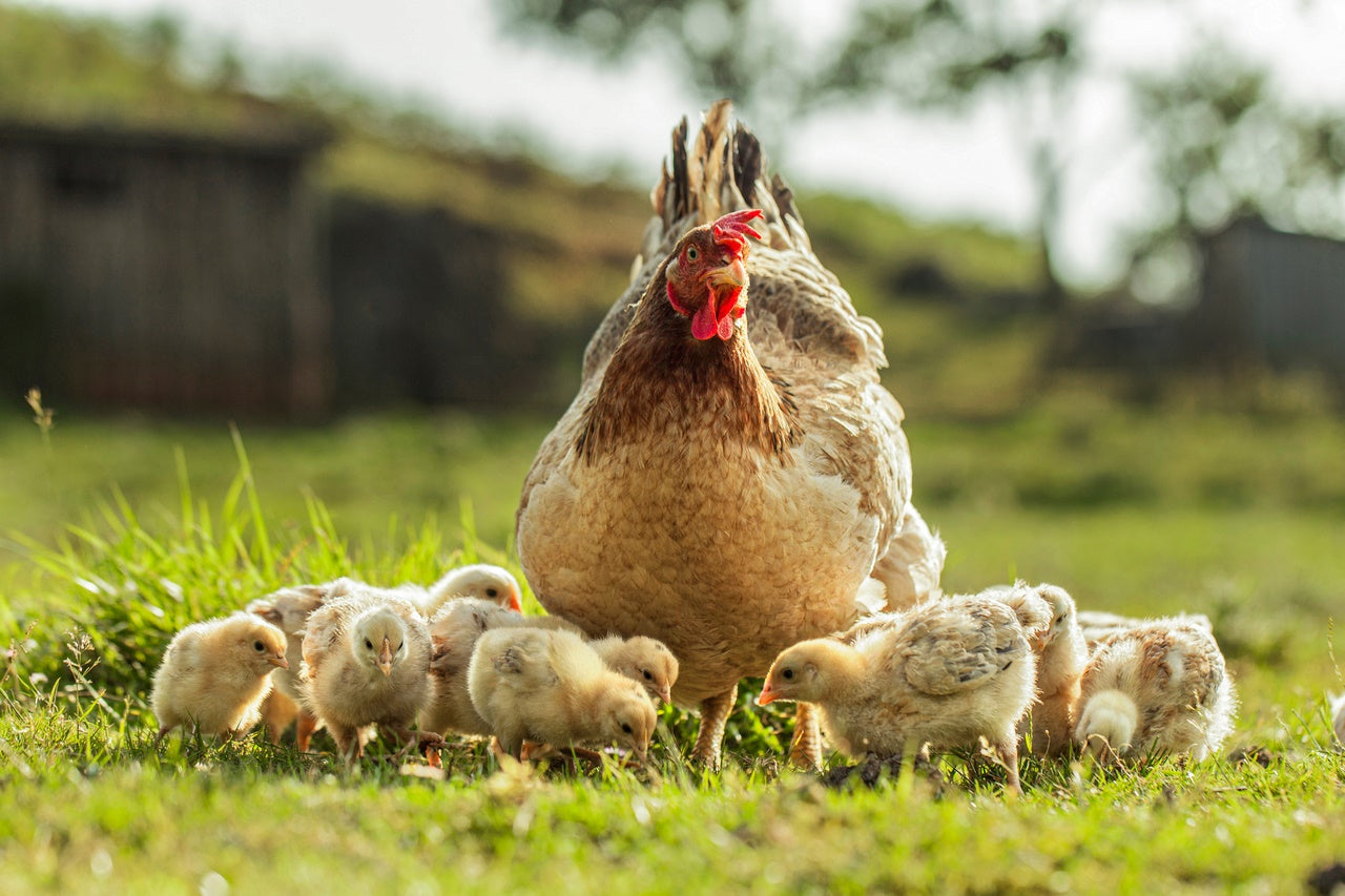 Minerales-para-Gallinas Mineravi