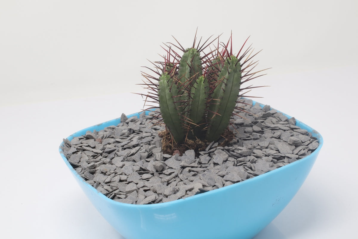 Sustrato decorativo de plantas pizarra grava volcanica chamota