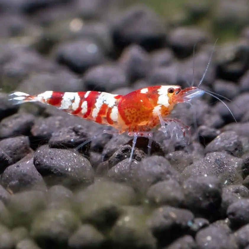 Piedra Negra acuarios Vetonek