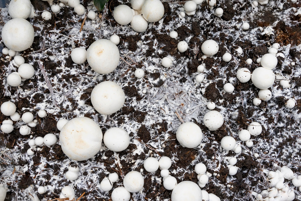 Biodynamic compost based on mushroom compost and volcanic lava and/or ...