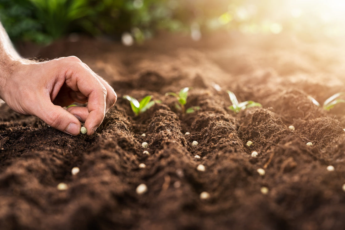 La-Germinación-de-Semillas-Un-Viaje-desde-la-Siembra-hasta-el-Brote Mineravi