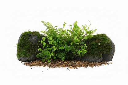 أوعية مزخرفة لأحواض السمك في ألبينو