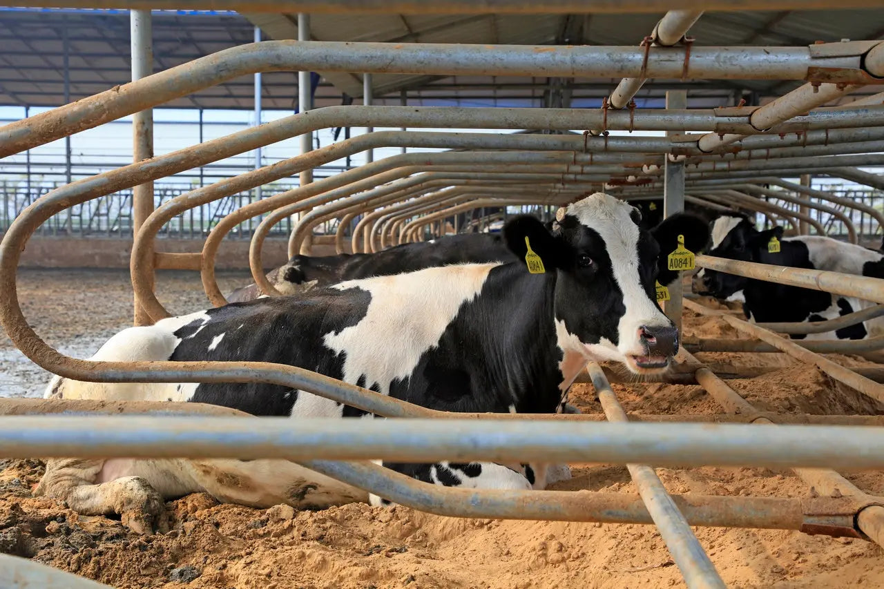 Arena lecho cama para vacas Vicasani Mineravi