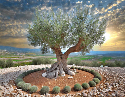Änderung Für Olivenbäume