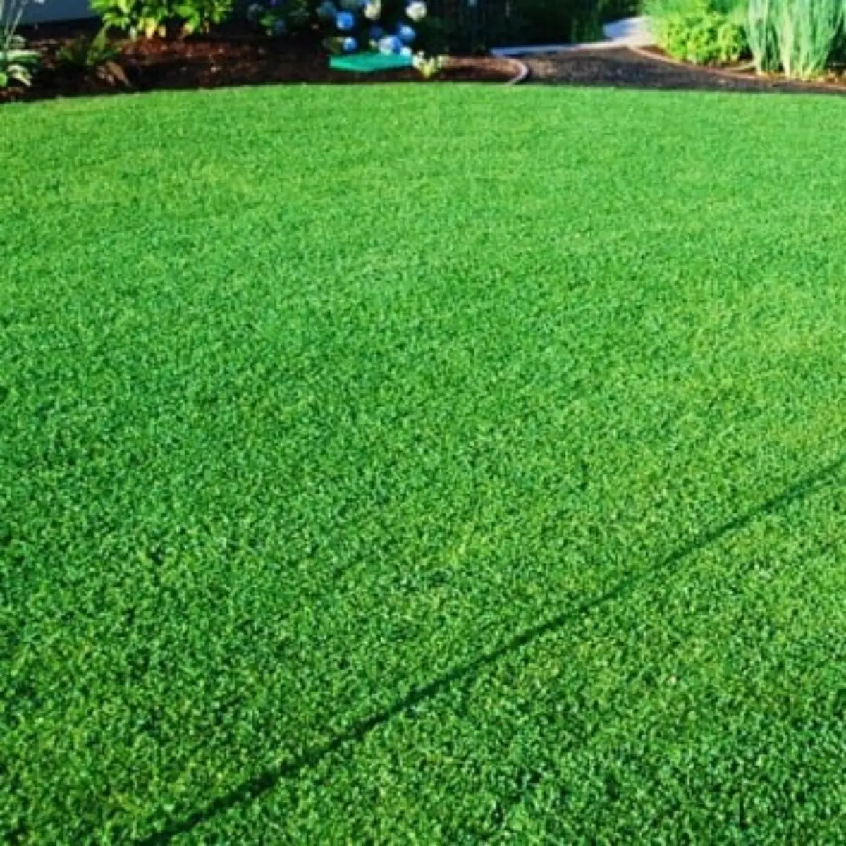 Semillas para césped especializadas por uso y zona zulueta