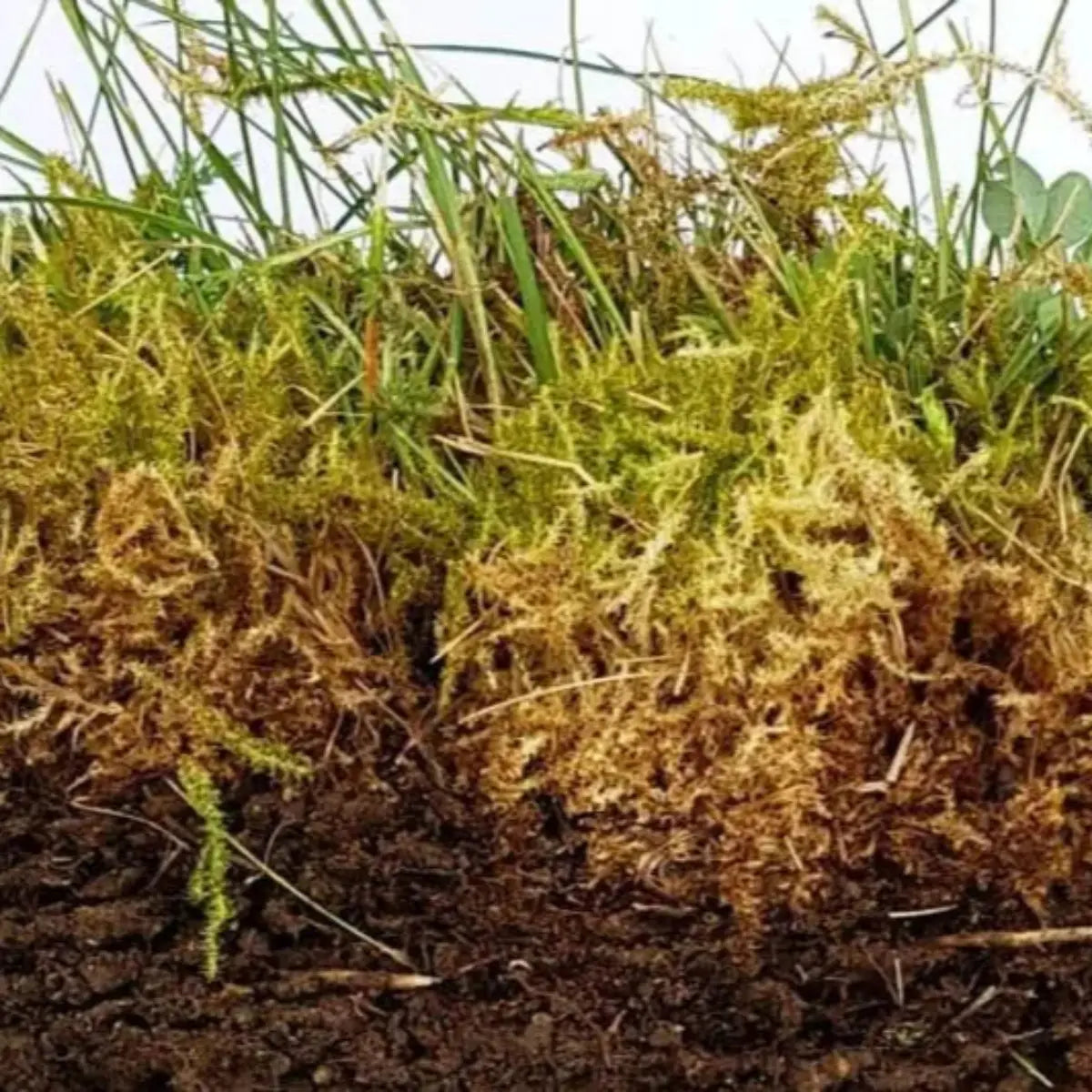 Anti musgo y reverdecedor de césped natural Mineravi Vetonek