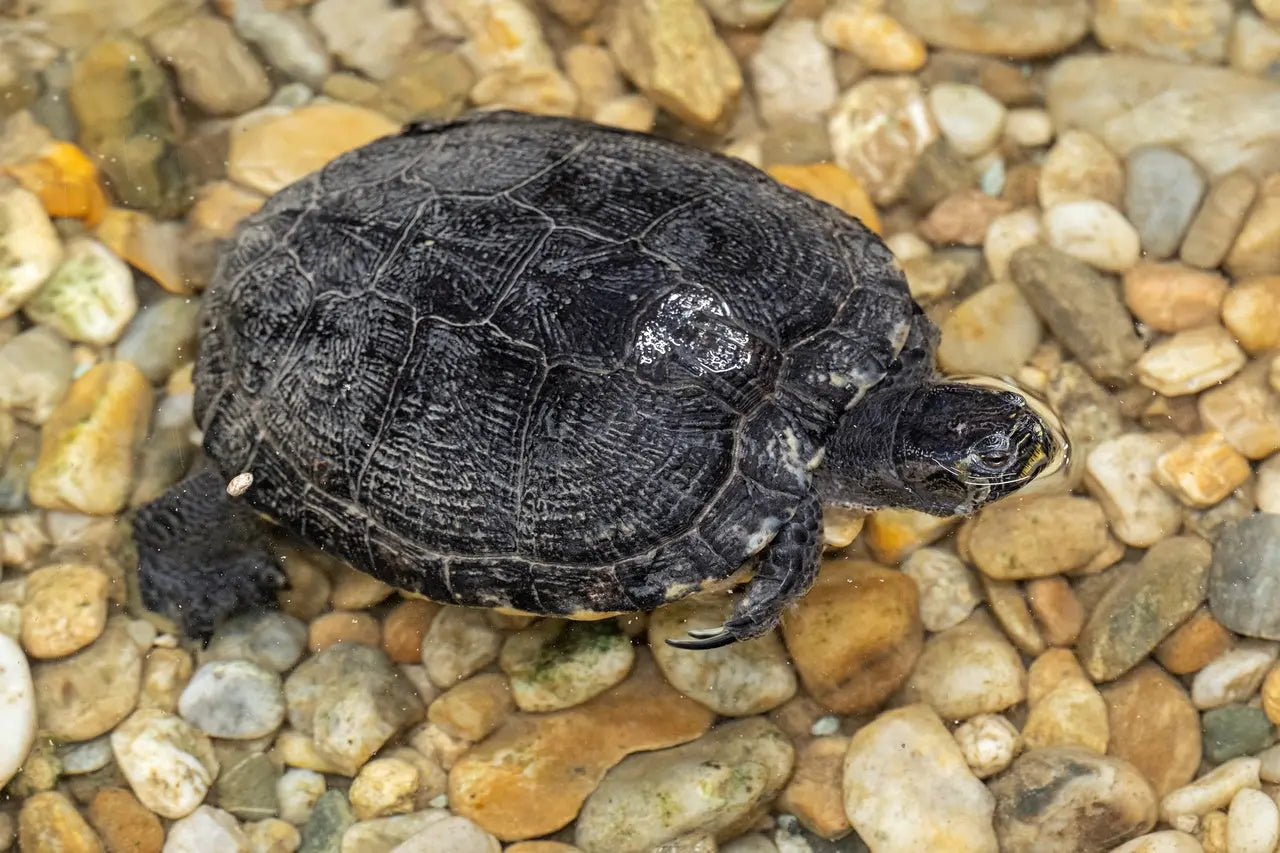 Piedra para Lecho Tortugas Vio Habit Vio Habit