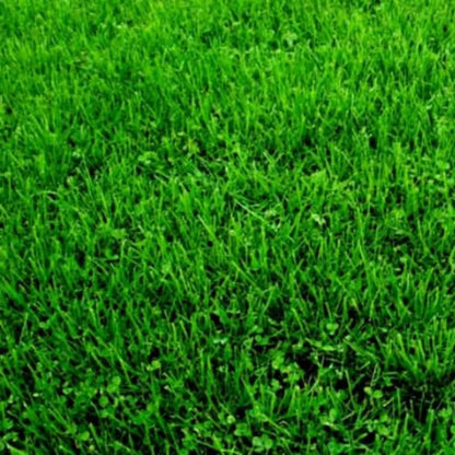 Semillas para césped especializadas por uso y zona zulueta