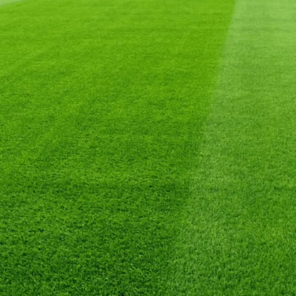 Semillas para césped especializadas por uso y zona zulueta