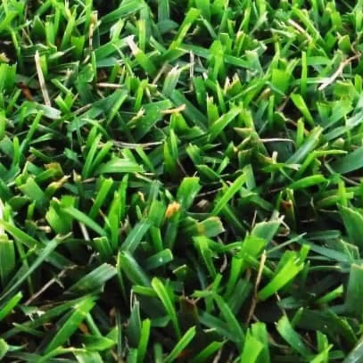 Semillas para césped especializadas por uso y zona