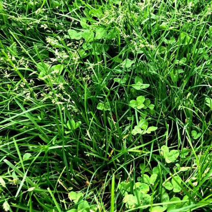 Semillas para césped especializadas por uso y zona zulueta