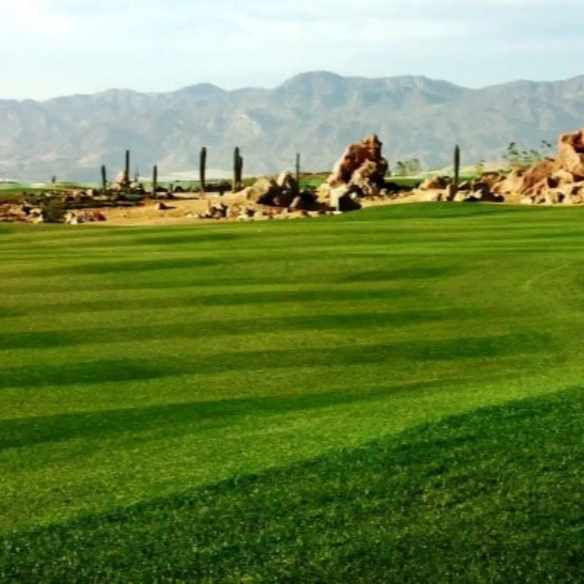 Semillas para césped especializadas por uso y zona zulueta