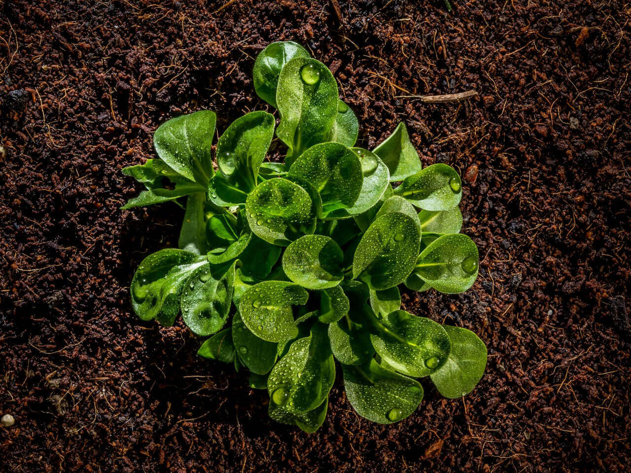 Sustrato Universal Ecológico EcoVita Mineravi