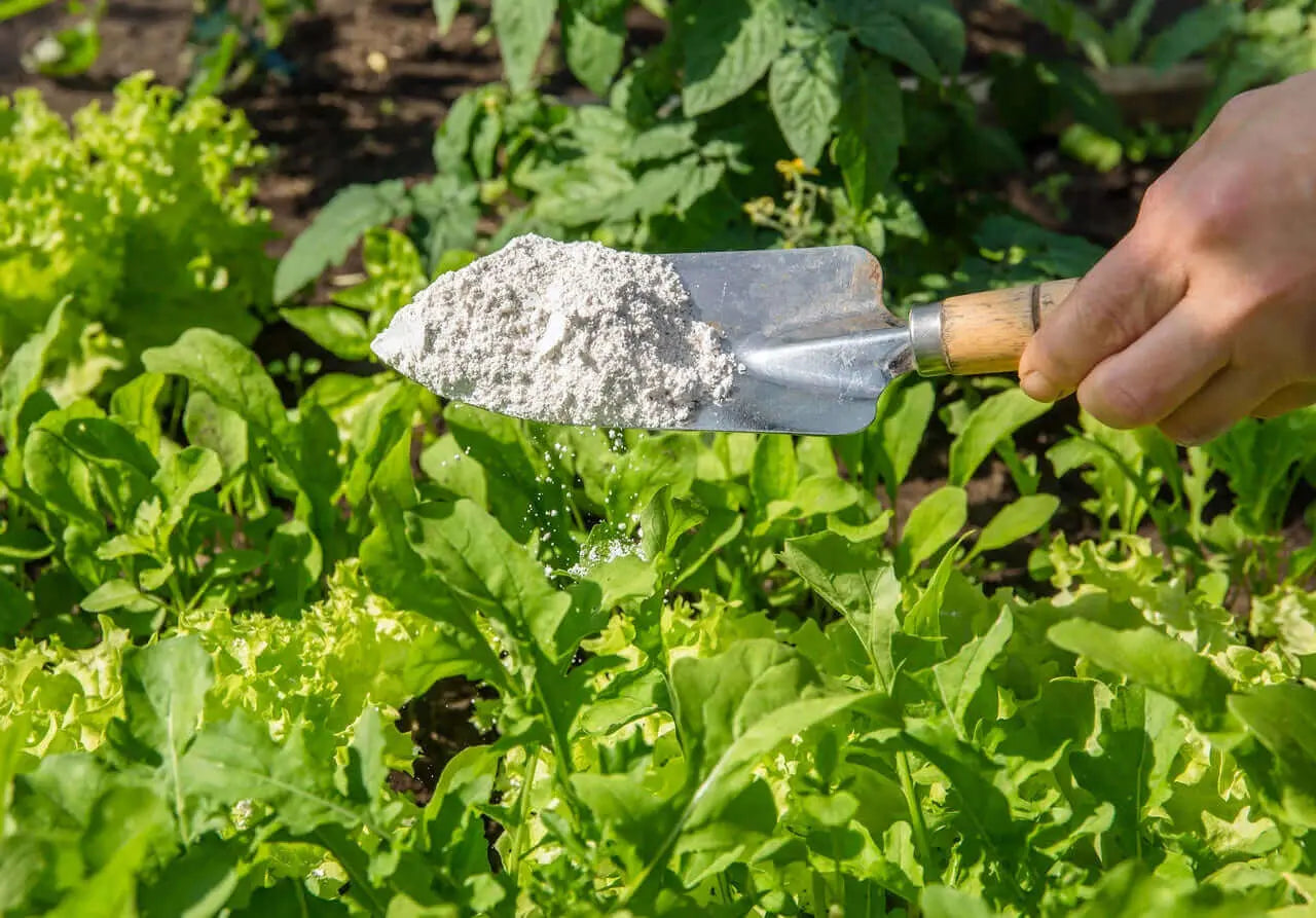 Campo agrícola siendo tratado con Tierra de Diatomeas